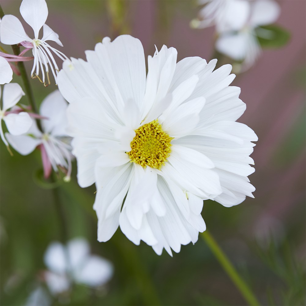 <i>Cosmos bipinnatus</i> 'Fizzy White' (Fizzy Series)
