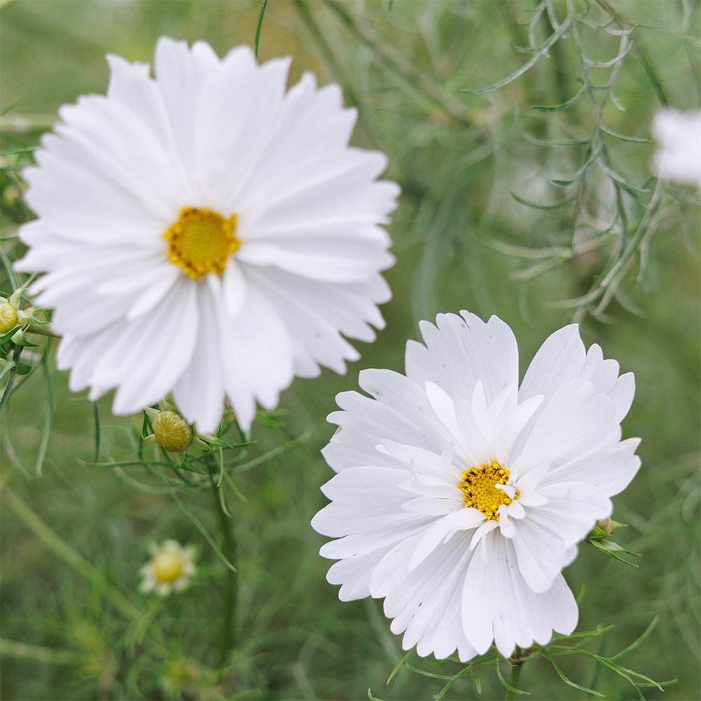 <i>Cosmos bipinnatus</i> 'Fizzy White' (Fizzy Series)