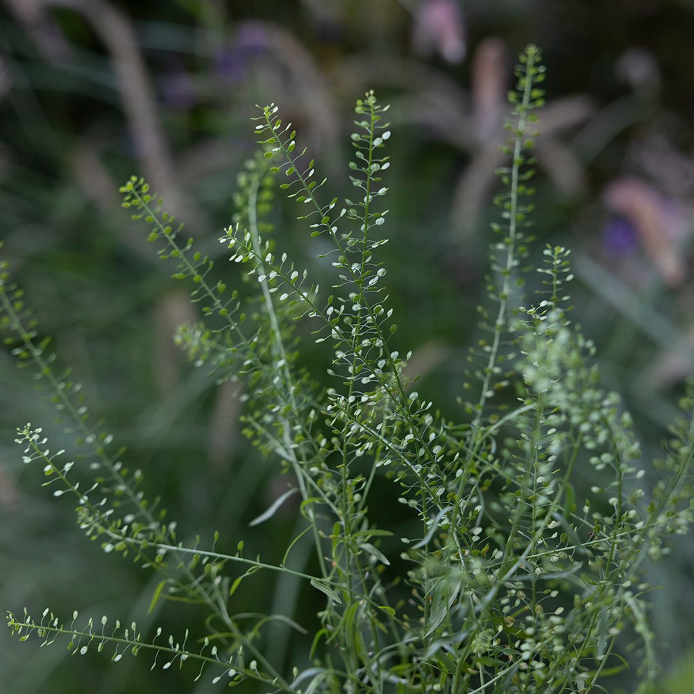 <i>Lepidium sativum</i> 
