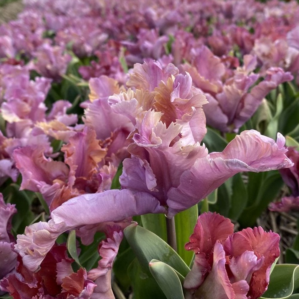 <i>Tulipa</i> 'Vovos'