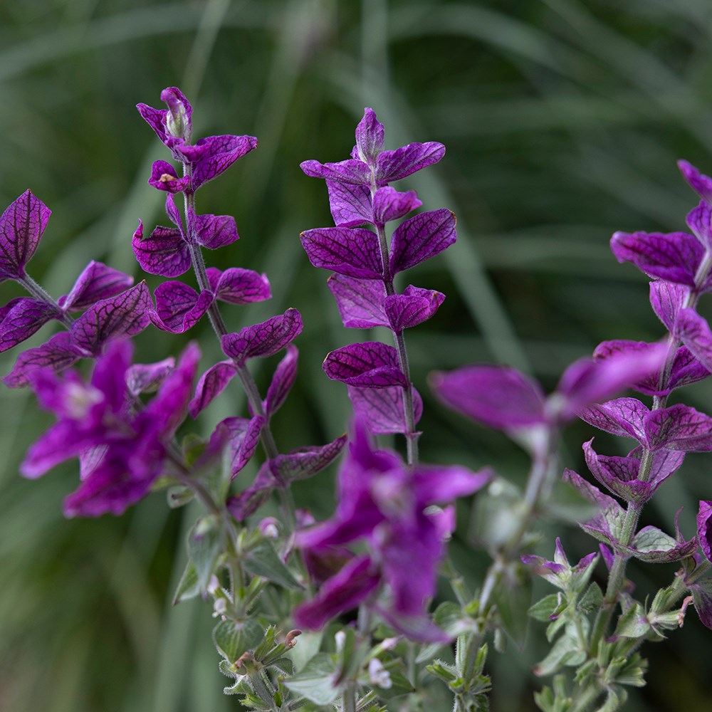 <i>Salvia viridis</i> 'Pink Lagoon'