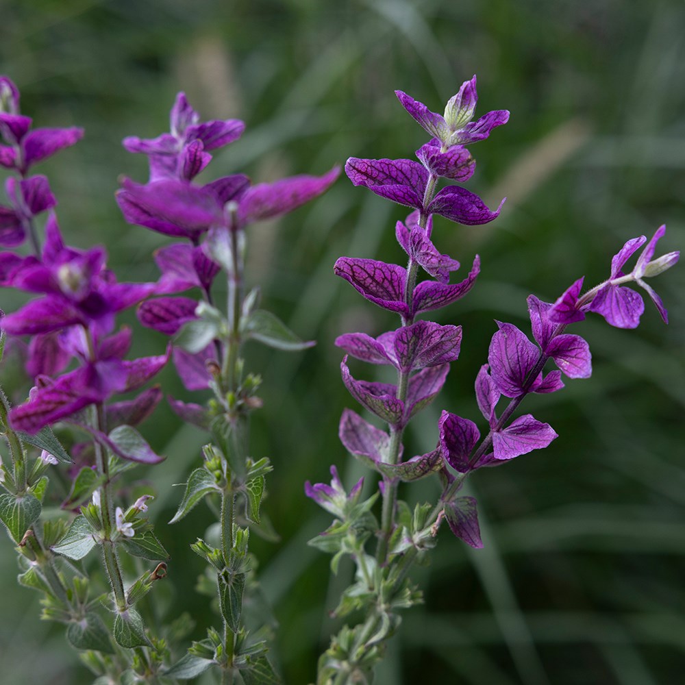 <i>Salvia viridis</i> 'Pink Lagoon'