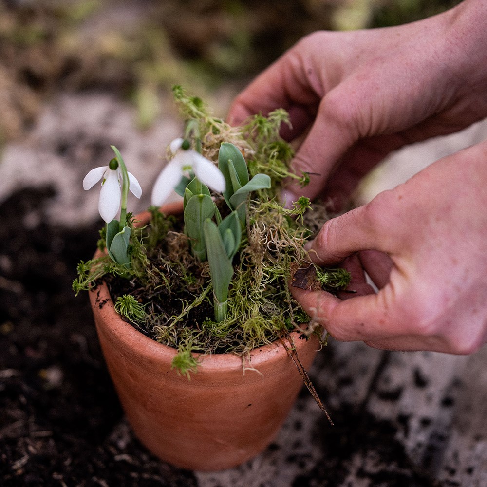 <i>Fresh decorative moss</i> 