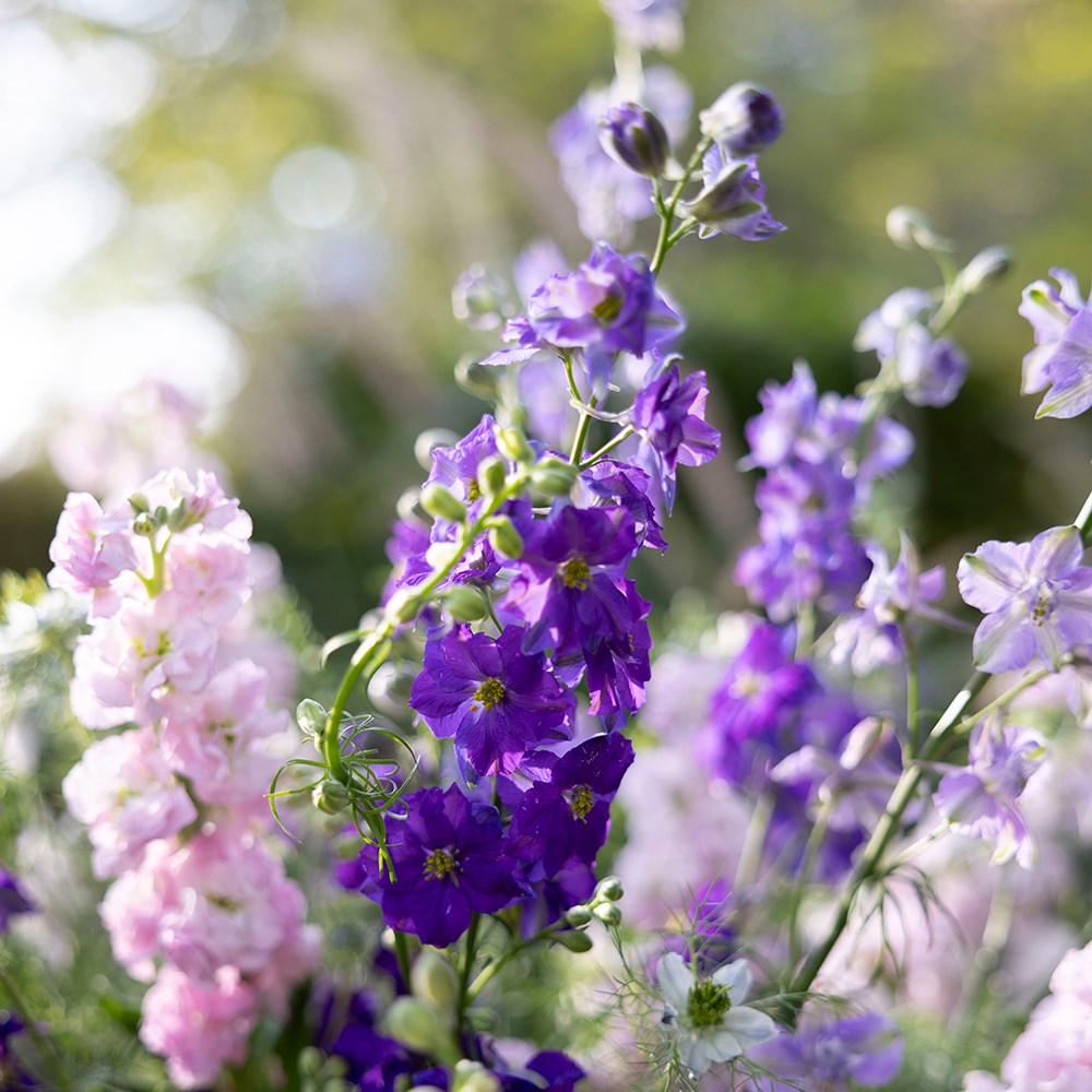 Cottage garden cutting garden collection