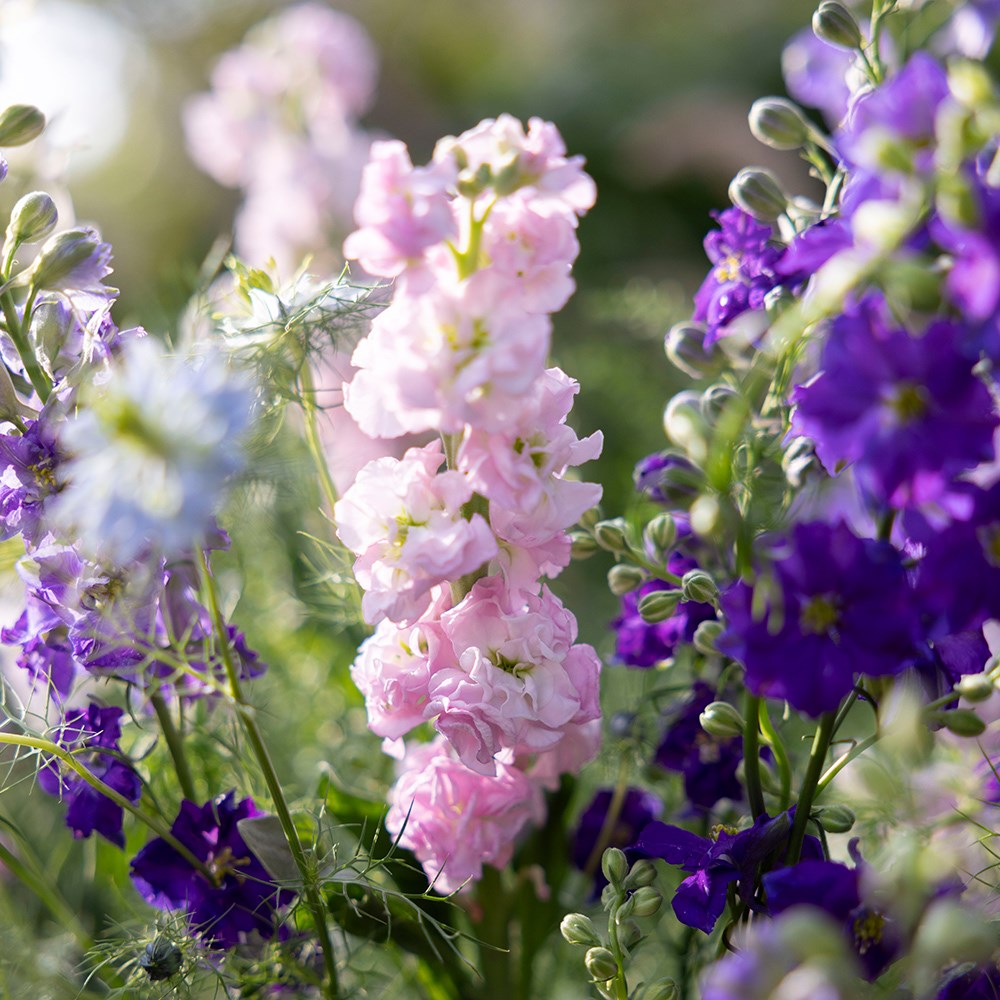 Cottage garden cutting garden collection