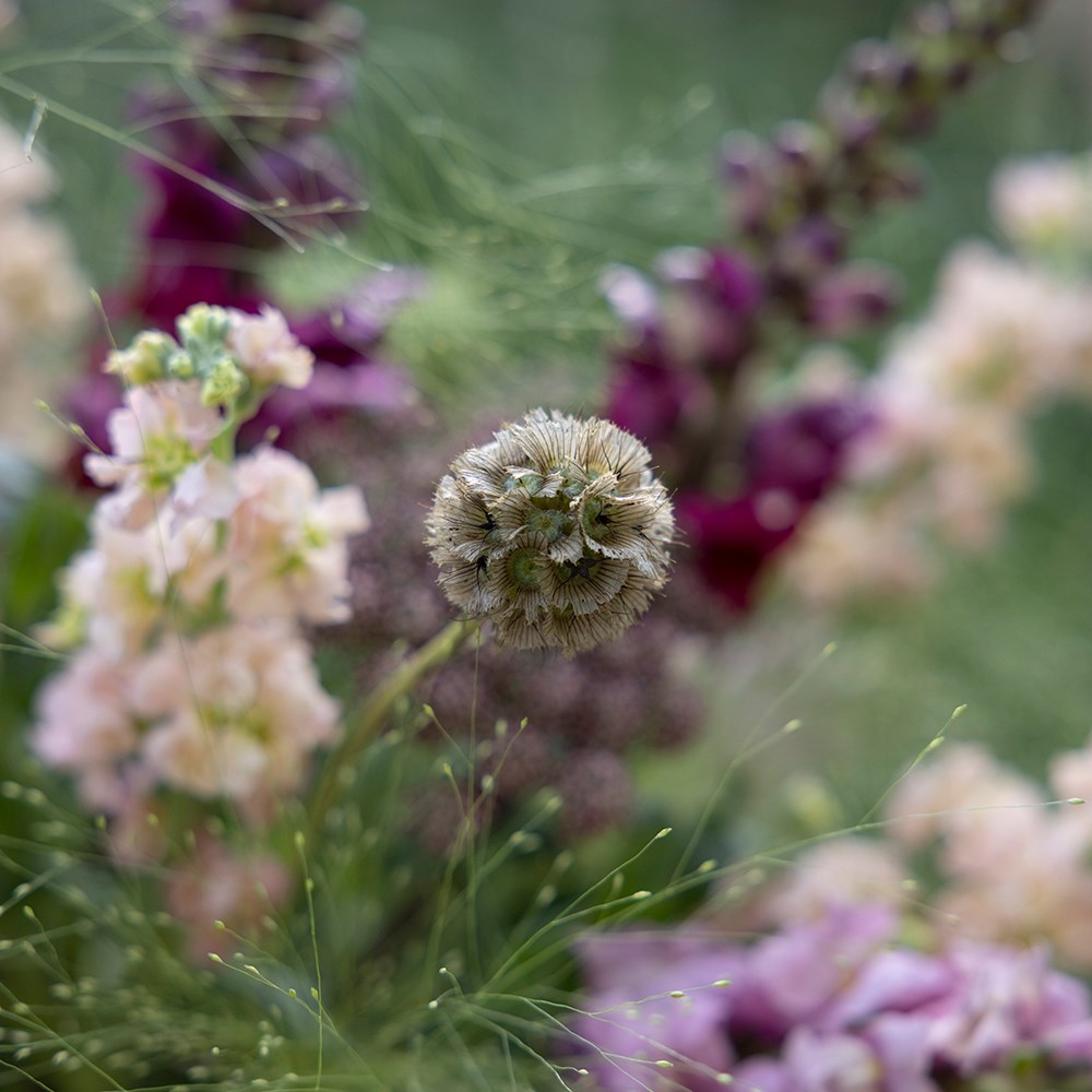 Summer nights cutting garden collection