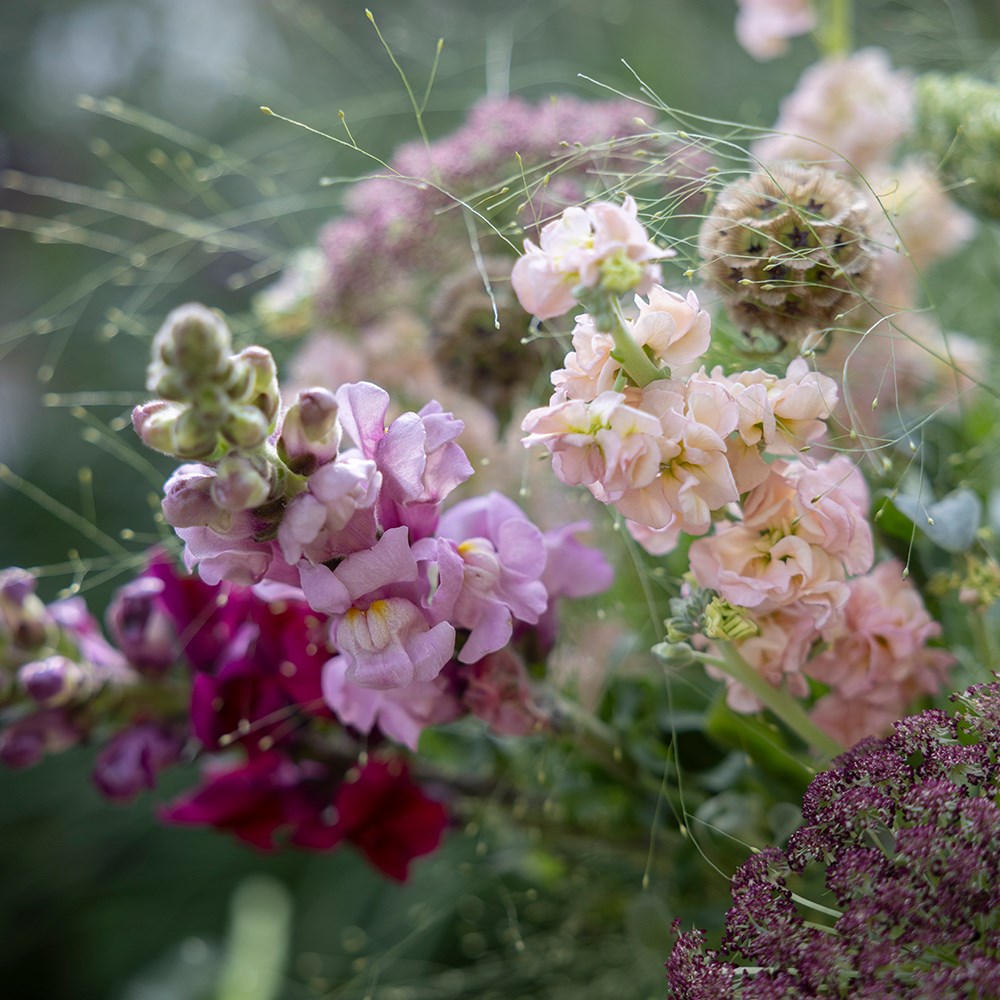 Summer nights cutting garden collection
