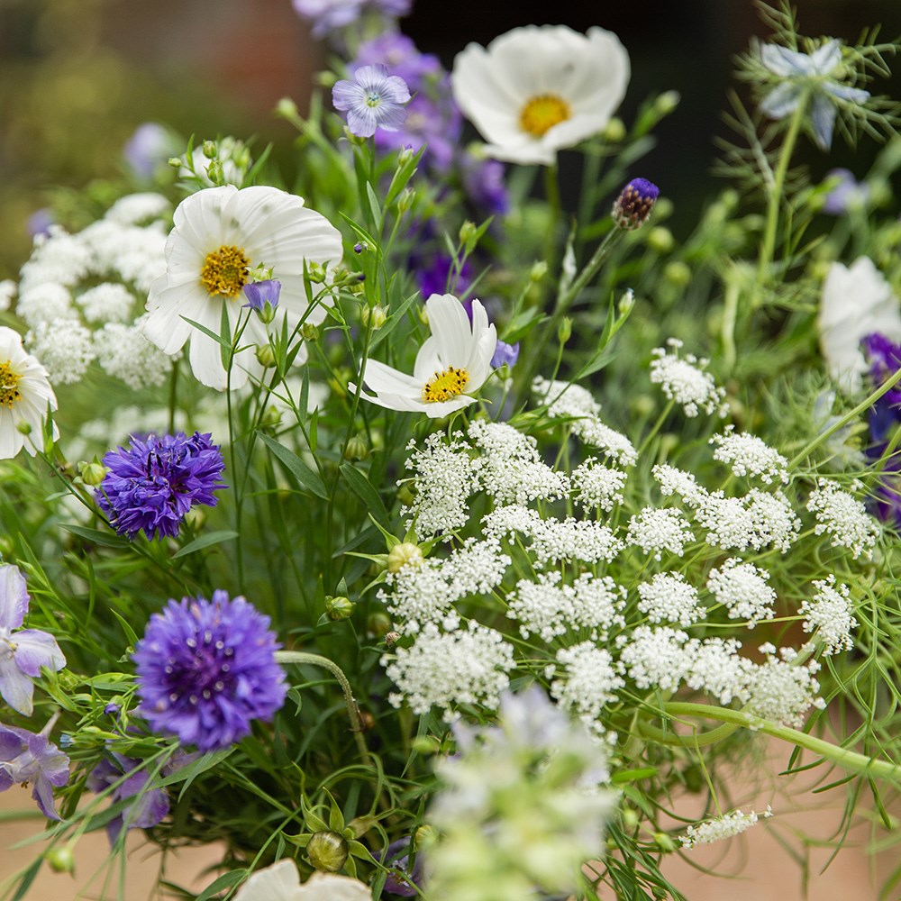 Ruffling skies cutting garden collection