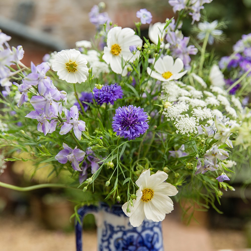 Ruffling skies cutting garden collection