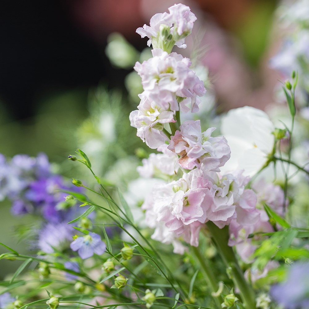 Pastels cutting garden collection