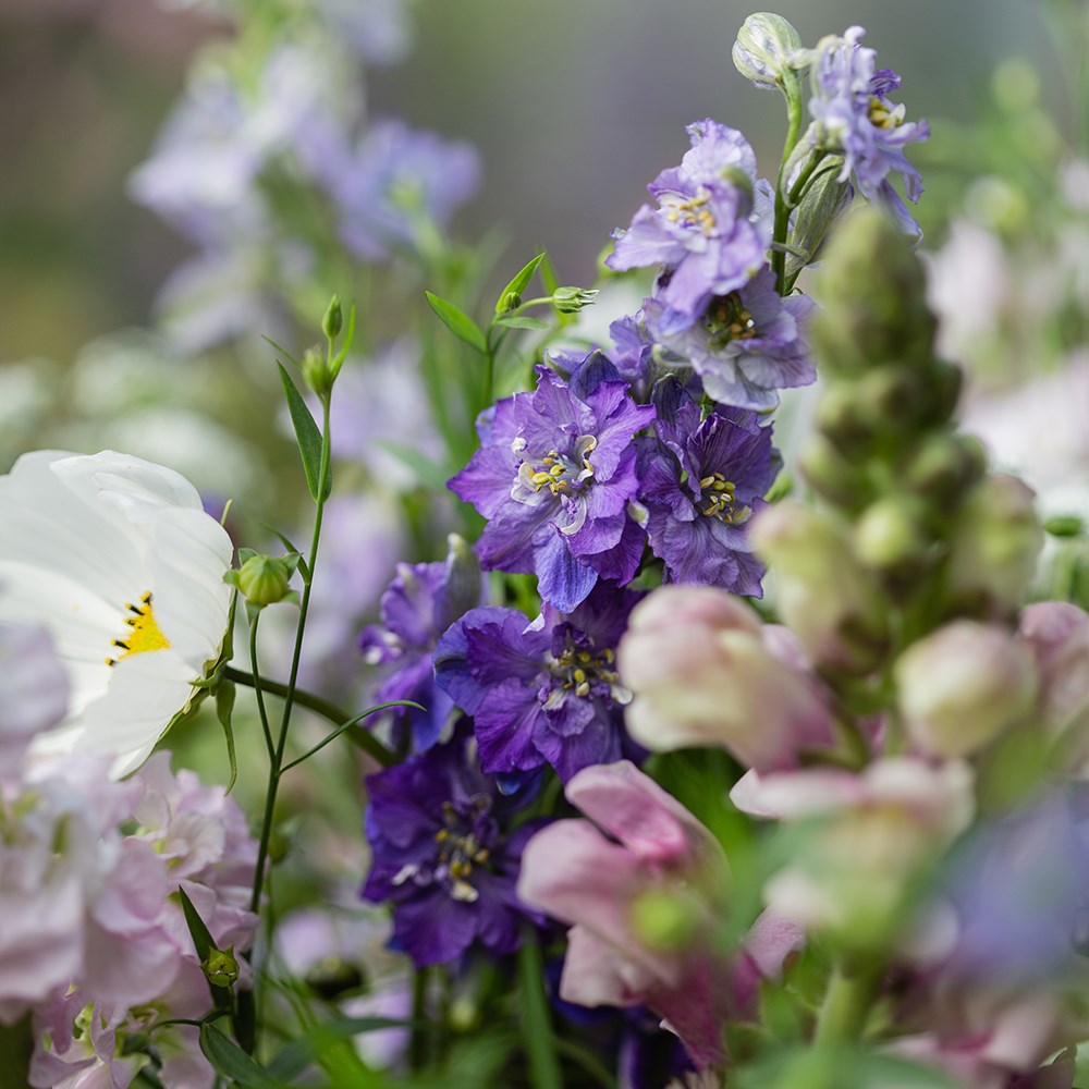 Pastels cutting garden collection