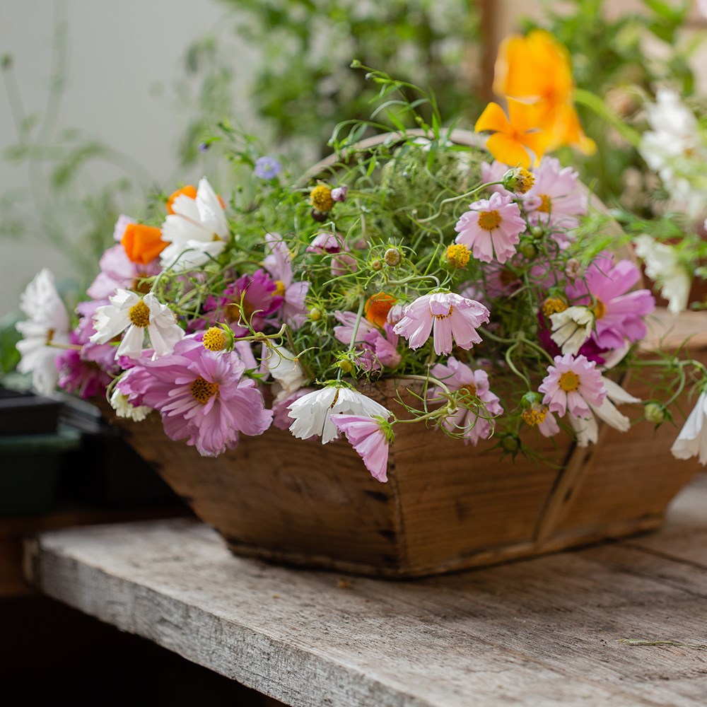 Pink orange & white cutting garden collection