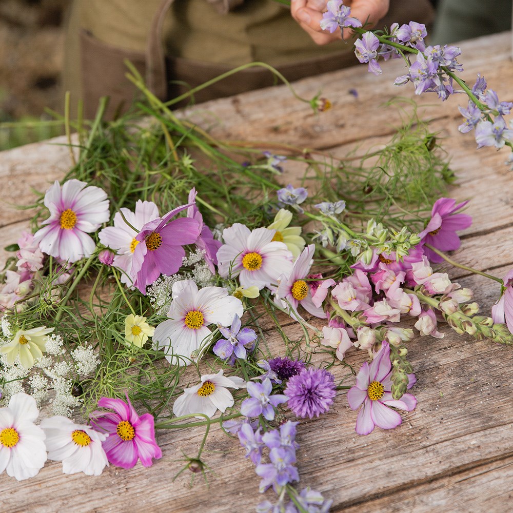 Sugared almonds cutting garden collection