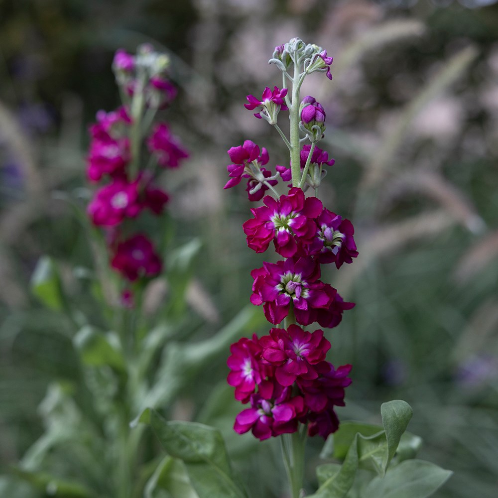 <i>Matthiola incana</i> 'Anytime Red' (Anytime Series)