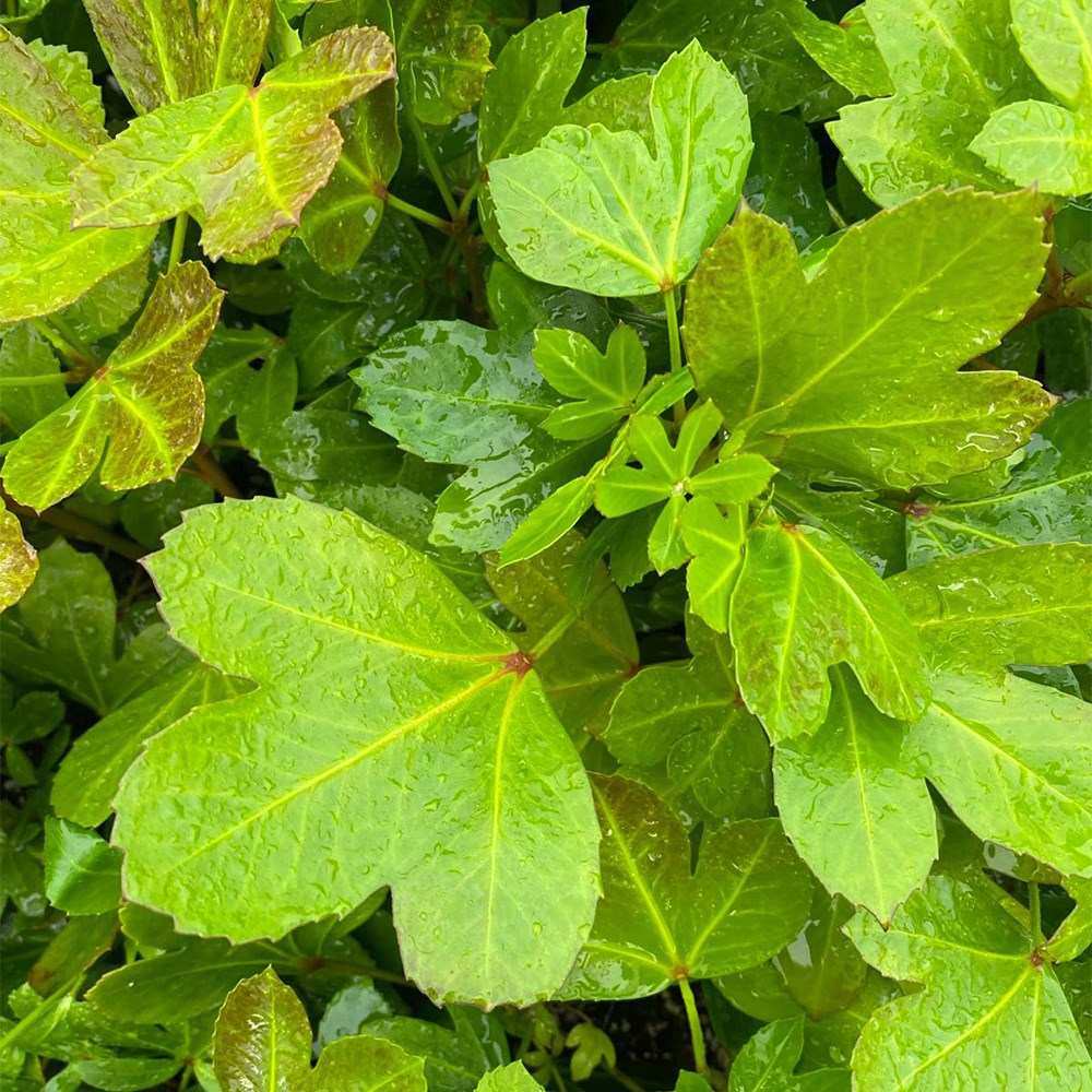 <i>Pseudopanax</i> (Adiantifolius Group) 'Cyril Watson'