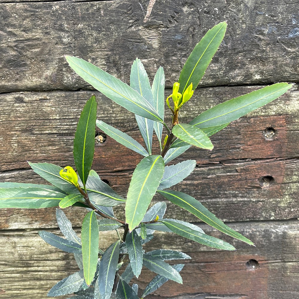 <i>Pseudopanax</i> 'Sabre'
