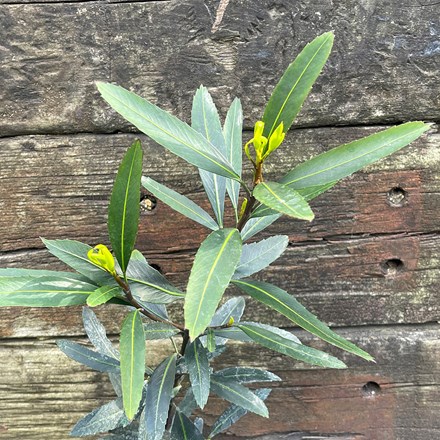 Pseudopanax 'Sabre'