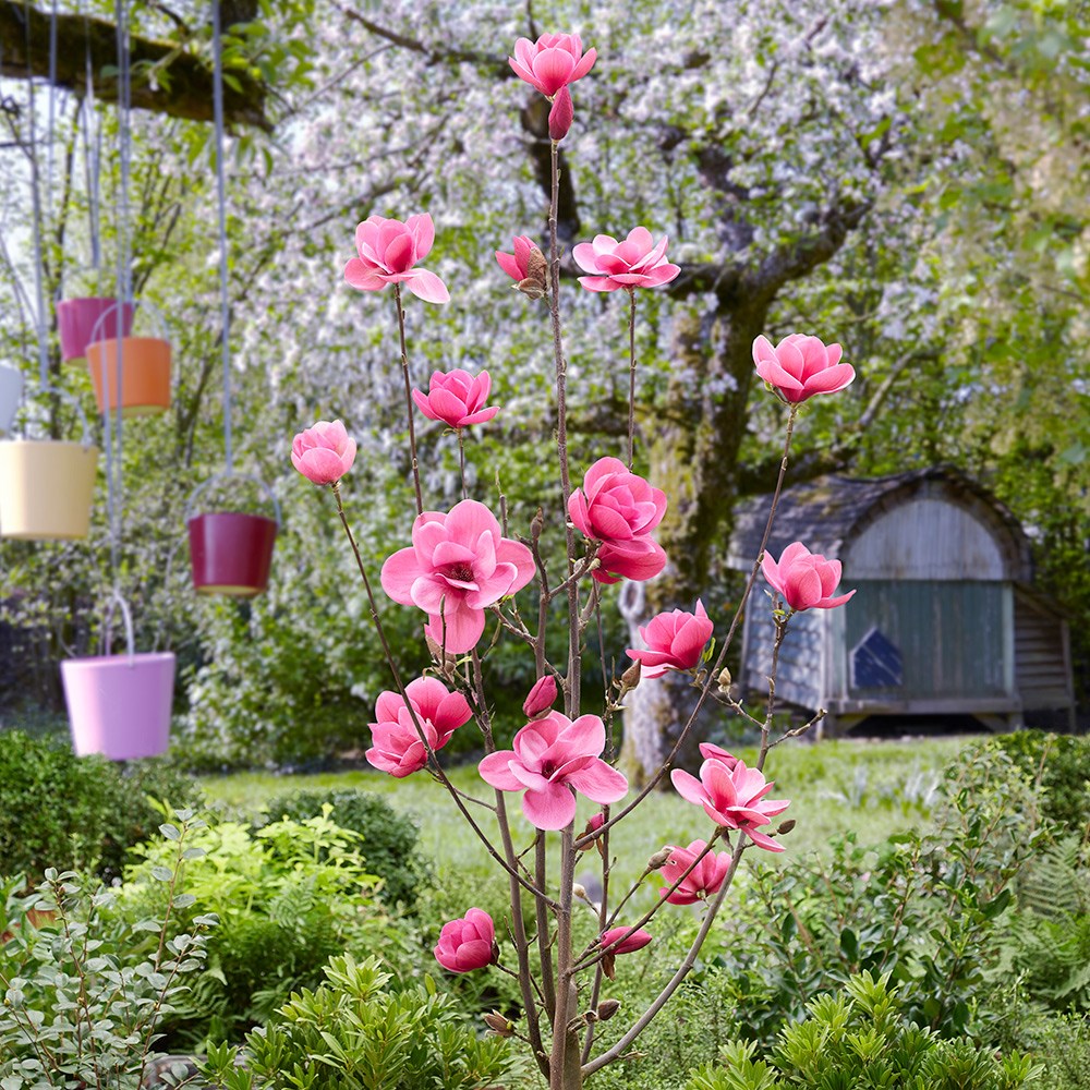 <i>Magnolia</i> <b class=small-caps>Watermelon</b> ('Mgwat2011b') (PBR)