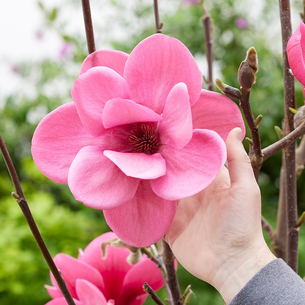 <i>Magnolia</i> <b class=small-caps>Watermelon</b> ('Mgwat2011b') (PBR)