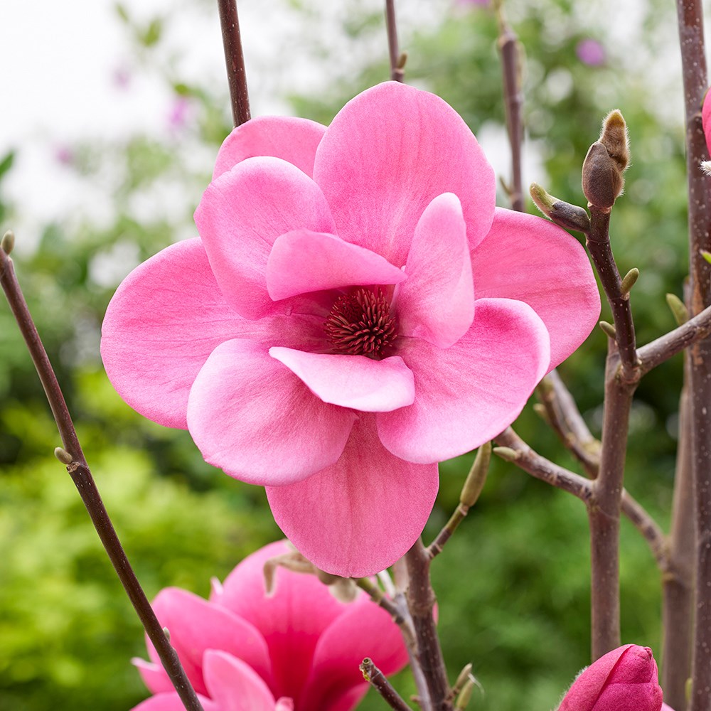 <i>Magnolia</i> <b class=small-caps>Watermelon</b> ('Mgwat2011b') (PBR)