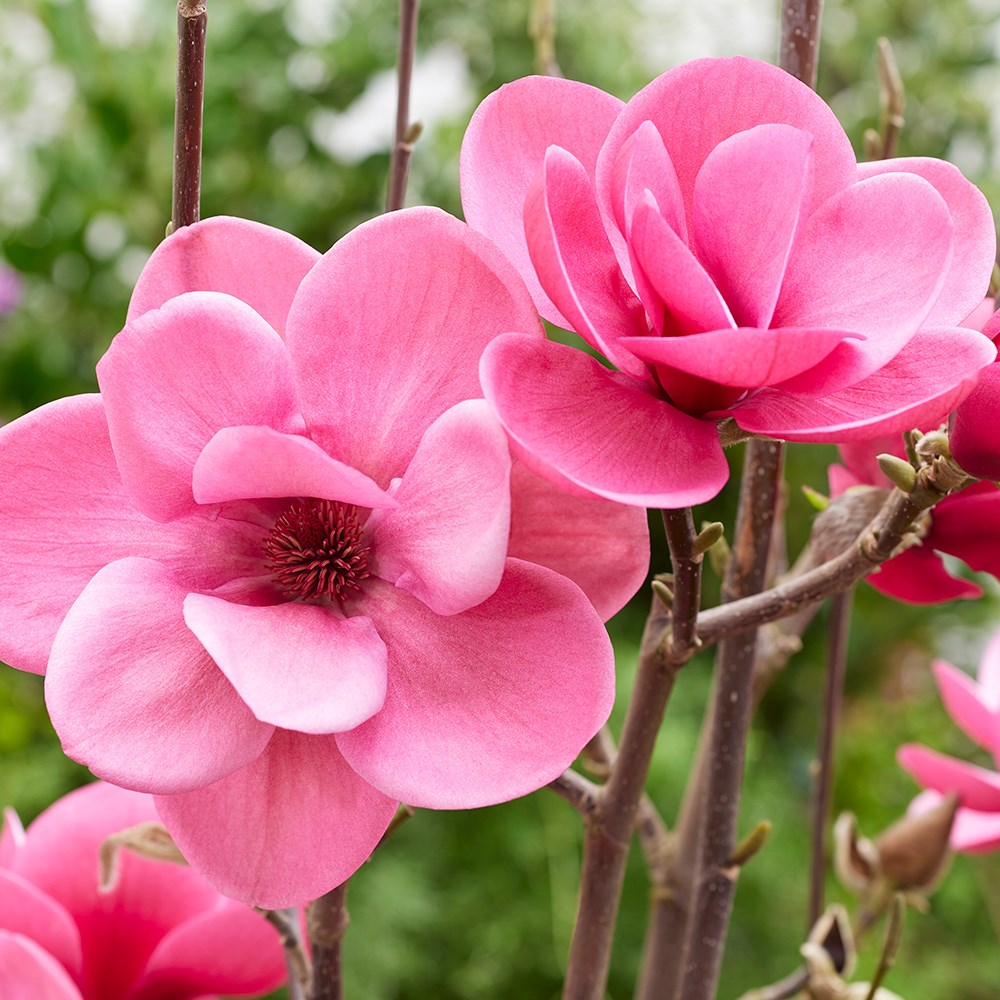 <i>Magnolia</i> <b class=small-caps>Watermelon</b> ('Mgwat2011b') (PBR)