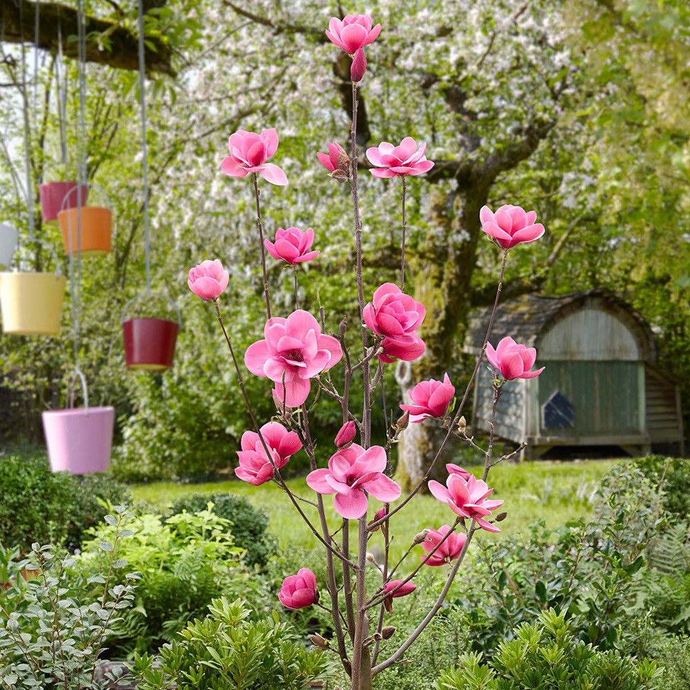 <i>Magnolia</i> <b class=small-caps>Watermelon</b> ('Mgwat2011b') (PBR)