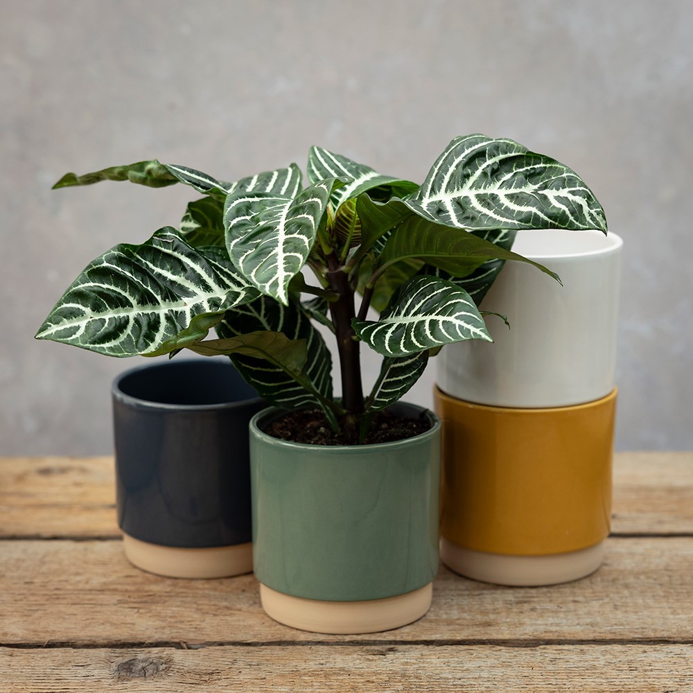 <i>Aphelandra squarrosa</i> 