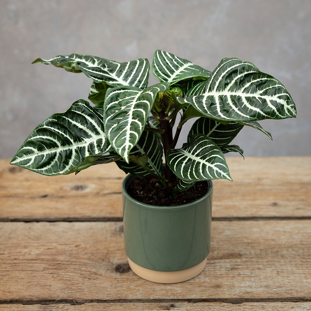 <i>Aphelandra squarrosa</i> 