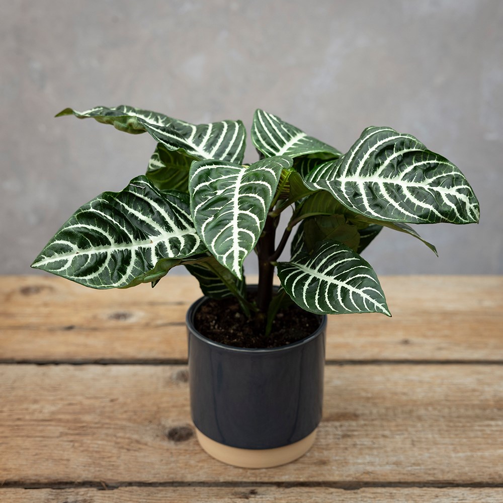 <i>Aphelandra squarrosa</i> 