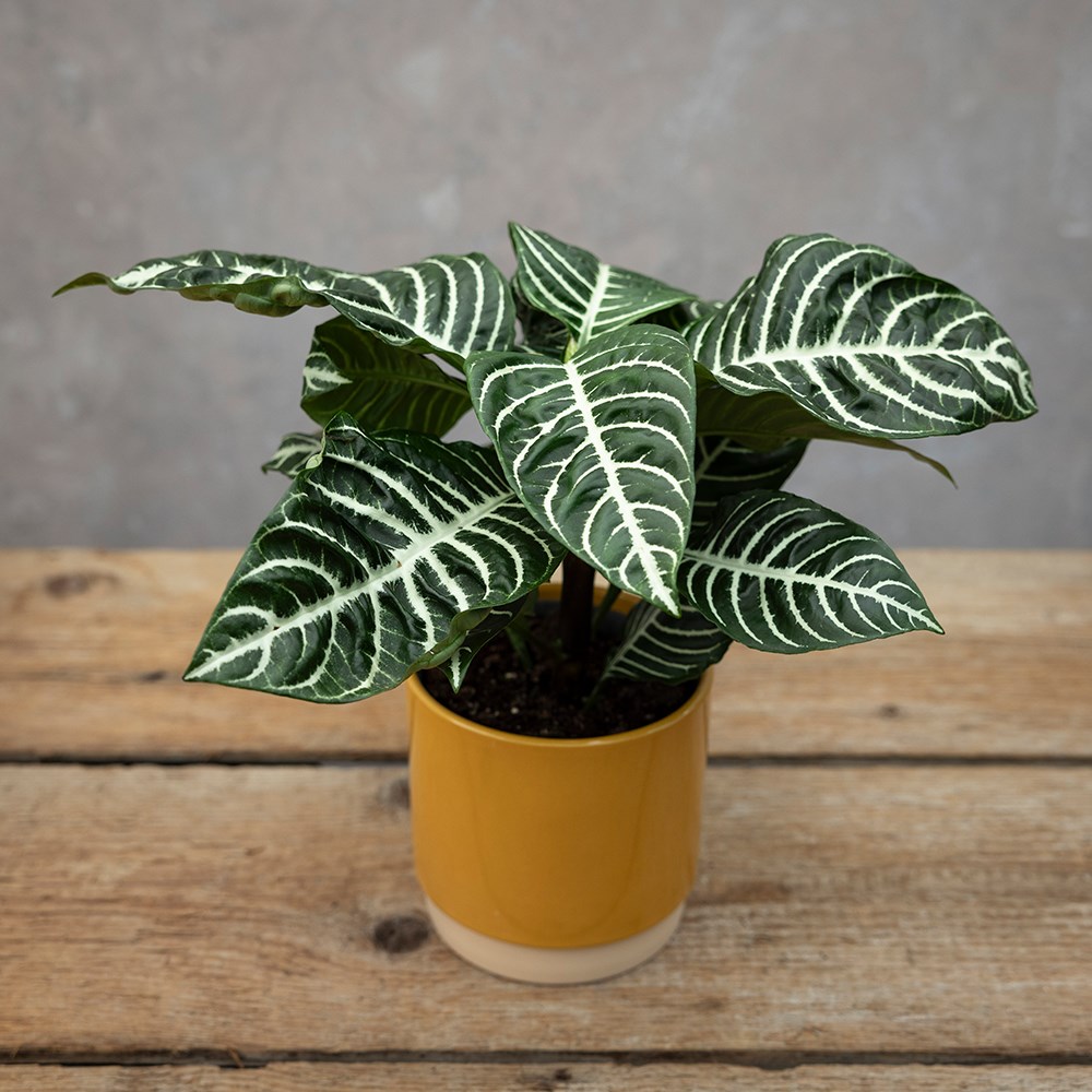 <i>Aphelandra squarrosa</i> 
