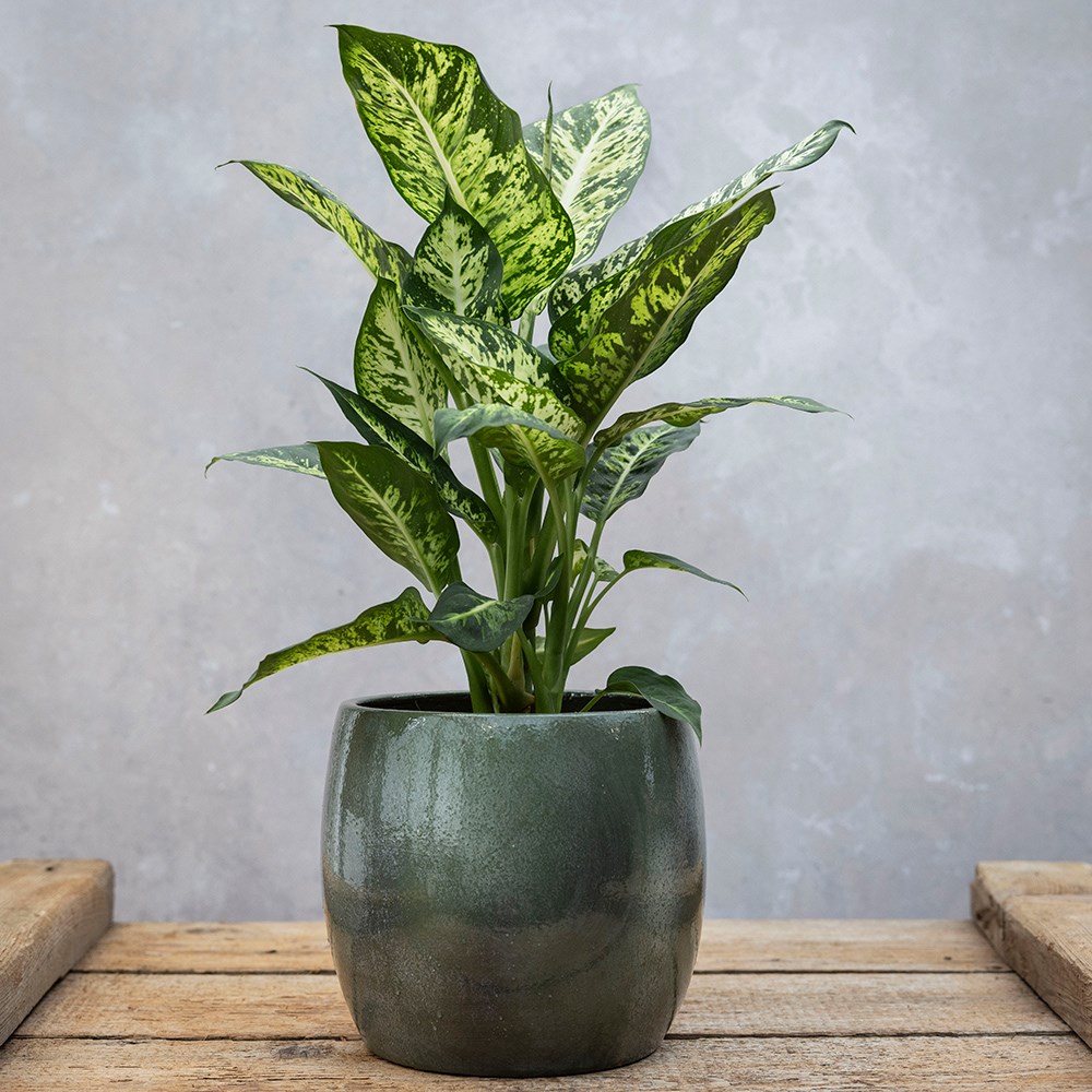 Buy dumb cane Dieffenbachia Sublime: 26.99 Delivery by Crocus