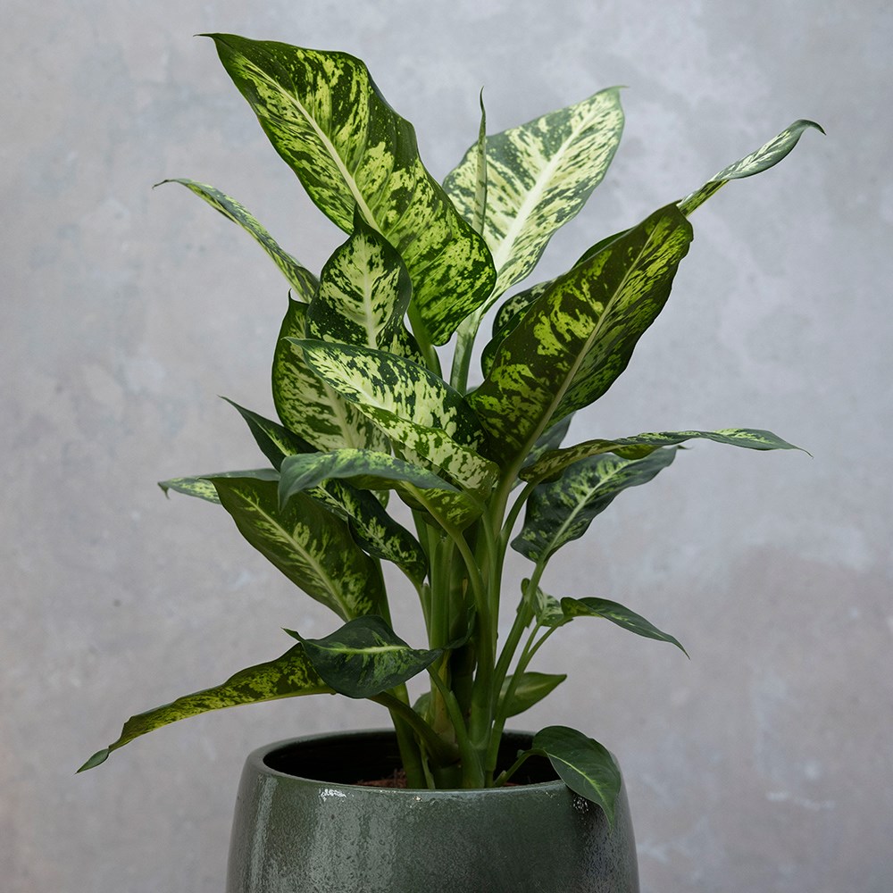 gold indoor planter Gold Shiny Finished Rim Large Barrel Planter Pot, Indoor/outdoor Decorative Flower Pot 14