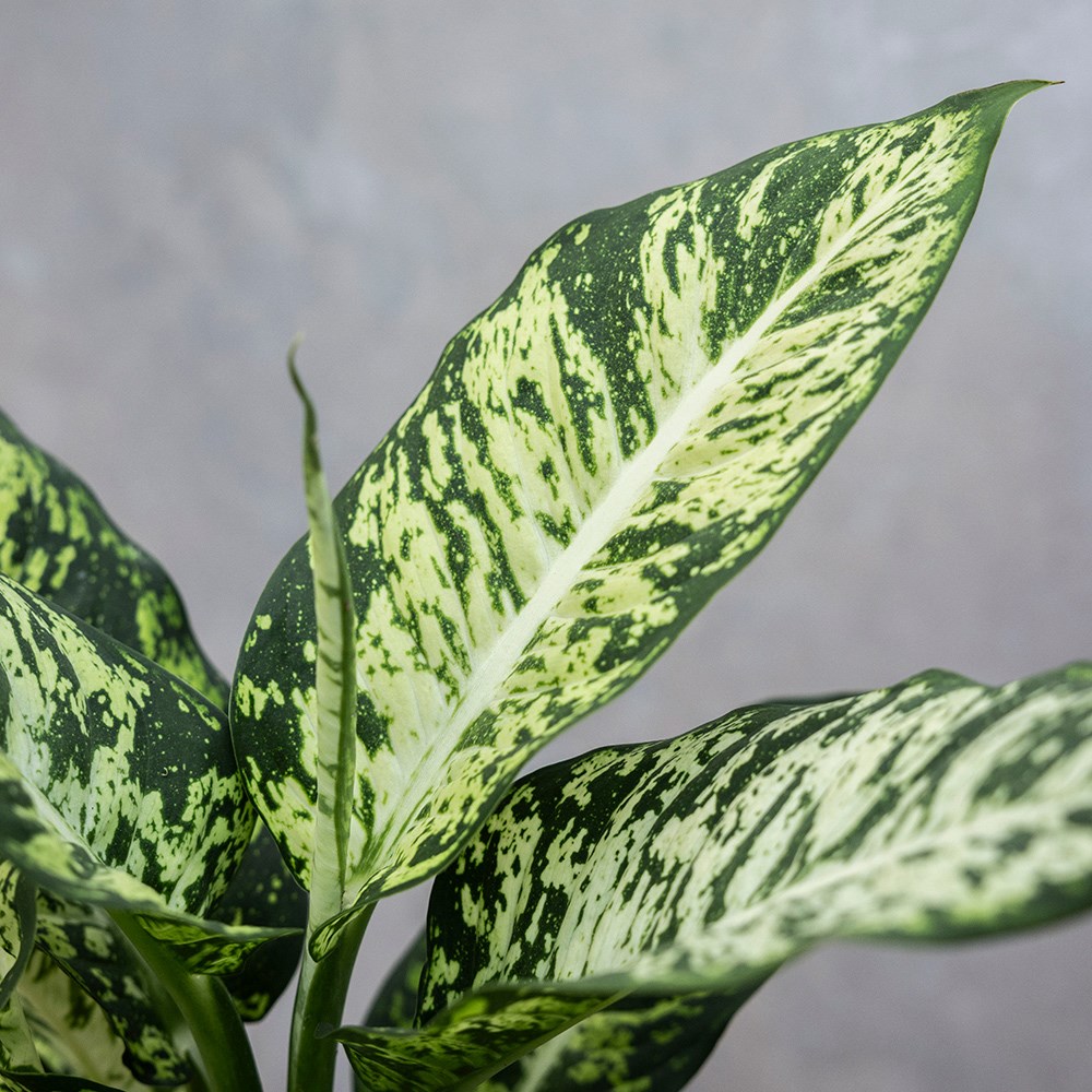 <i>Dieffenbachia</i> 'Sublime'