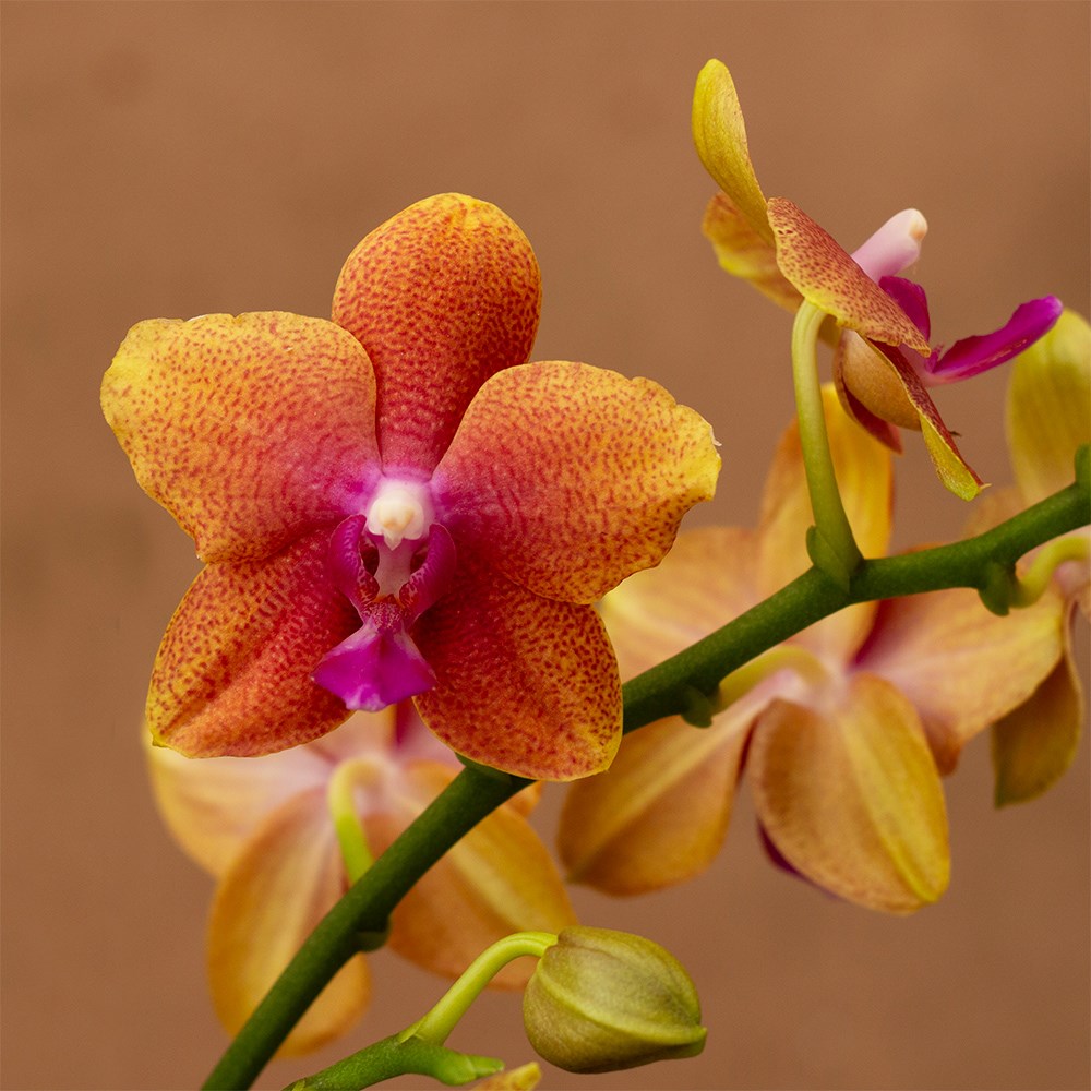 Phalaenopsis Bolgheri | Scented Orchid