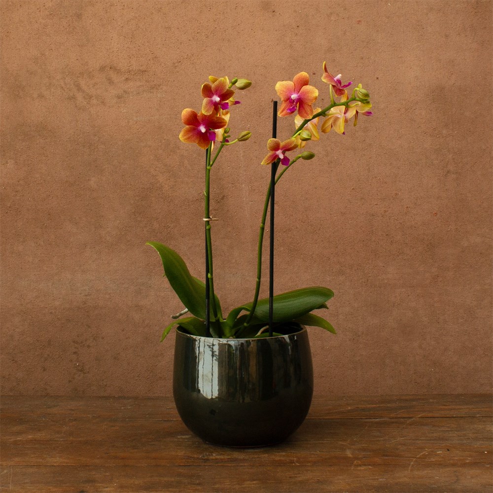 Phalaenopsis Bolgheri | Scented Orchid