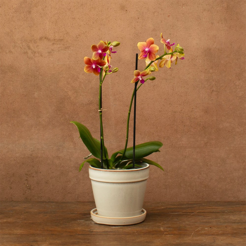 Phalaenopsis Bolgheri | Scented Orchid