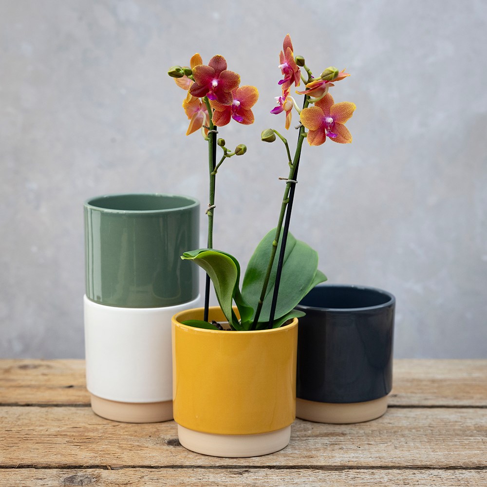 Phalaenopsis Bolgheri | Scented Orchid