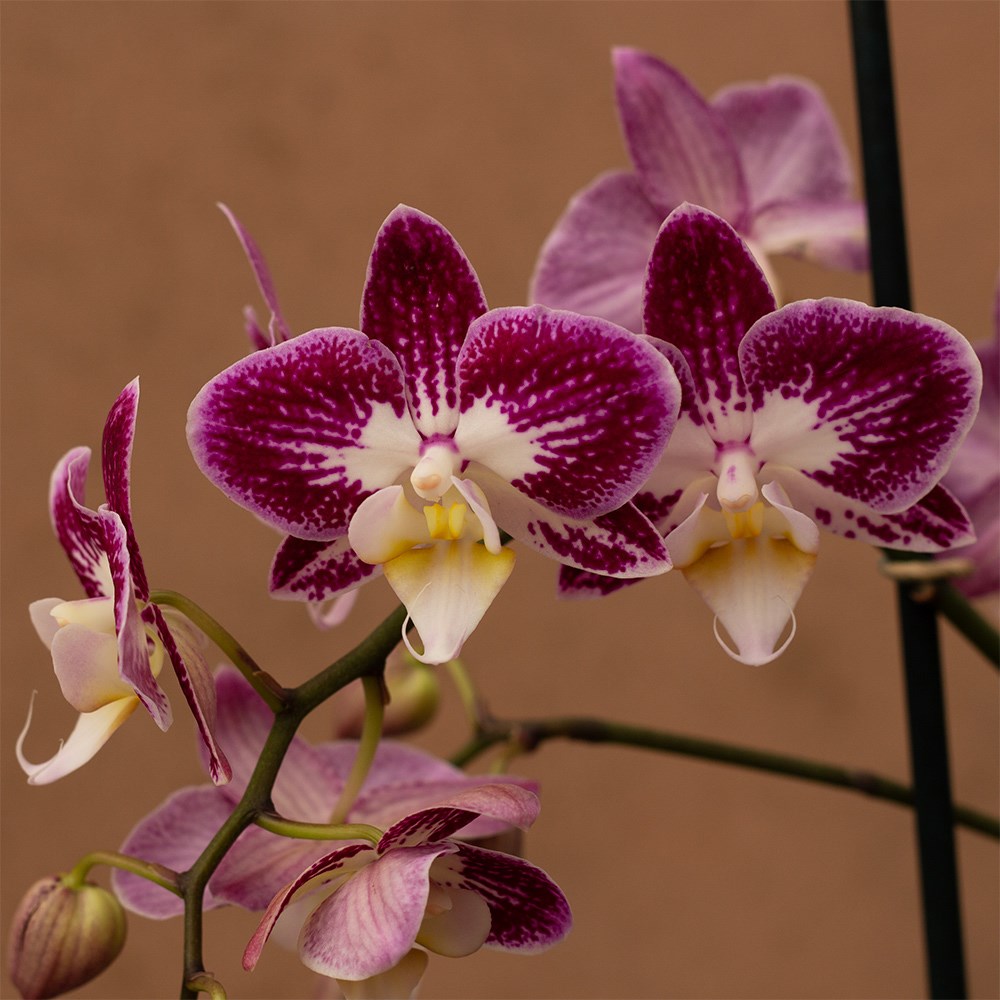 Phalaenopsis Nantes | Orchid