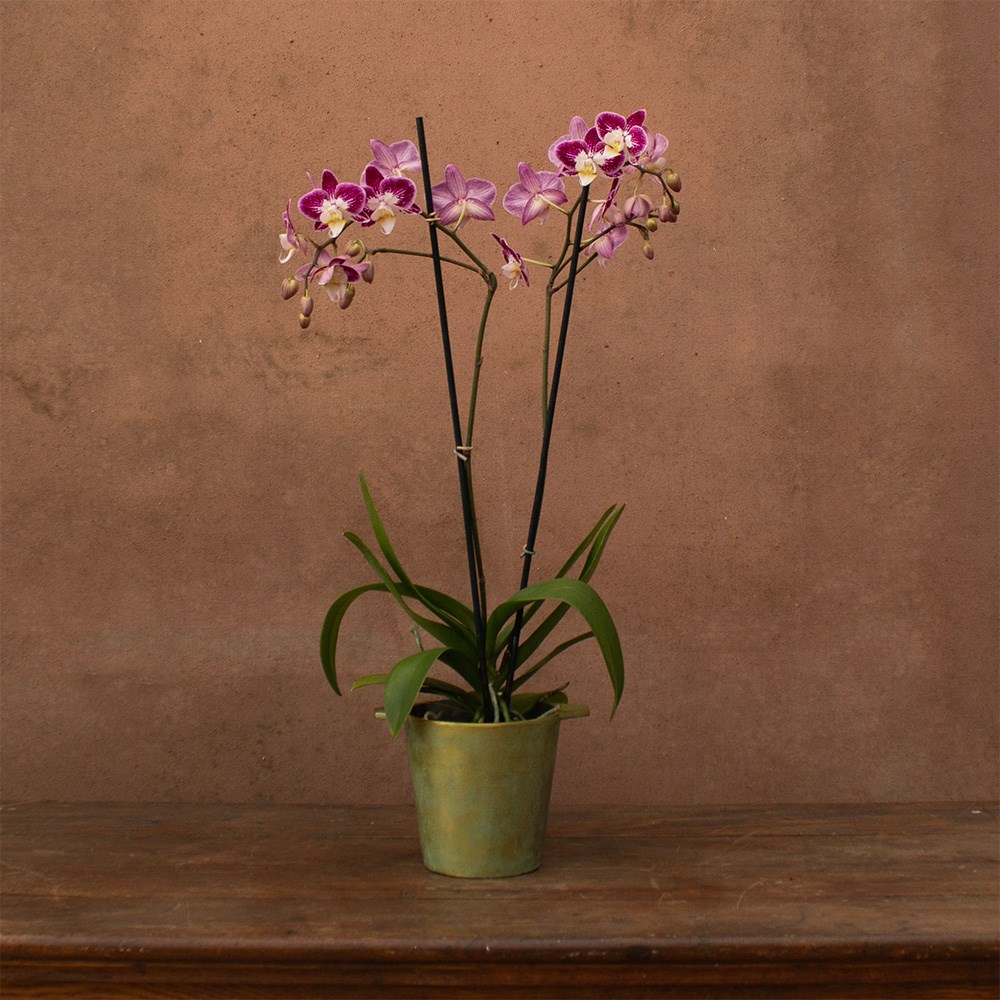 Phalaenopsis Nantes | Orchid
