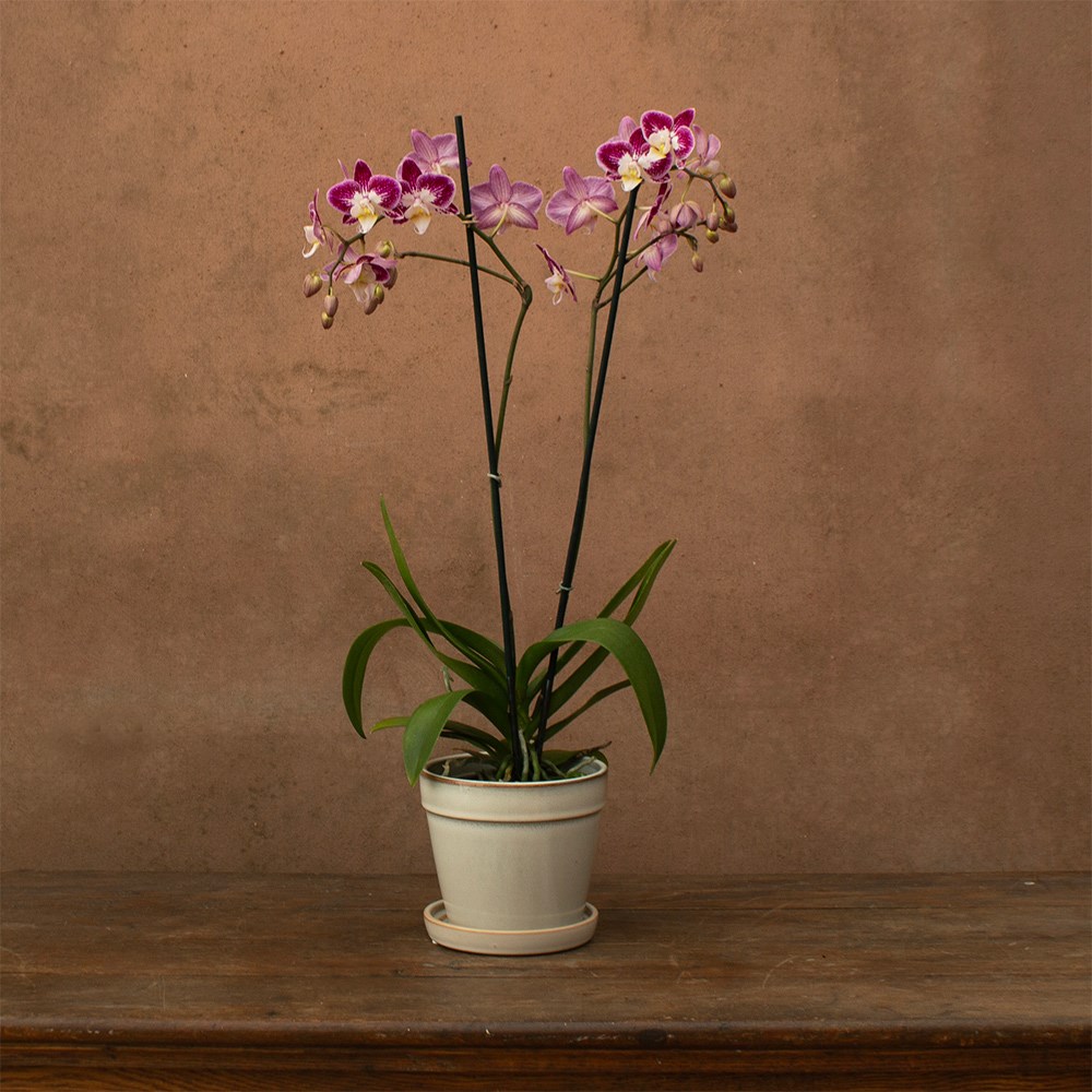 Phalaenopsis Nantes | Orchid