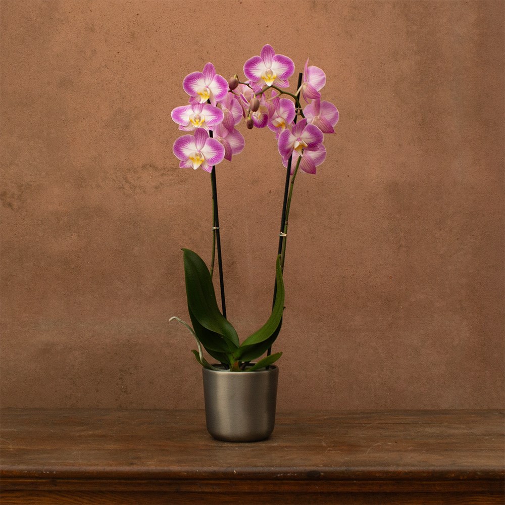 Phalaenopsis Split | Orchid