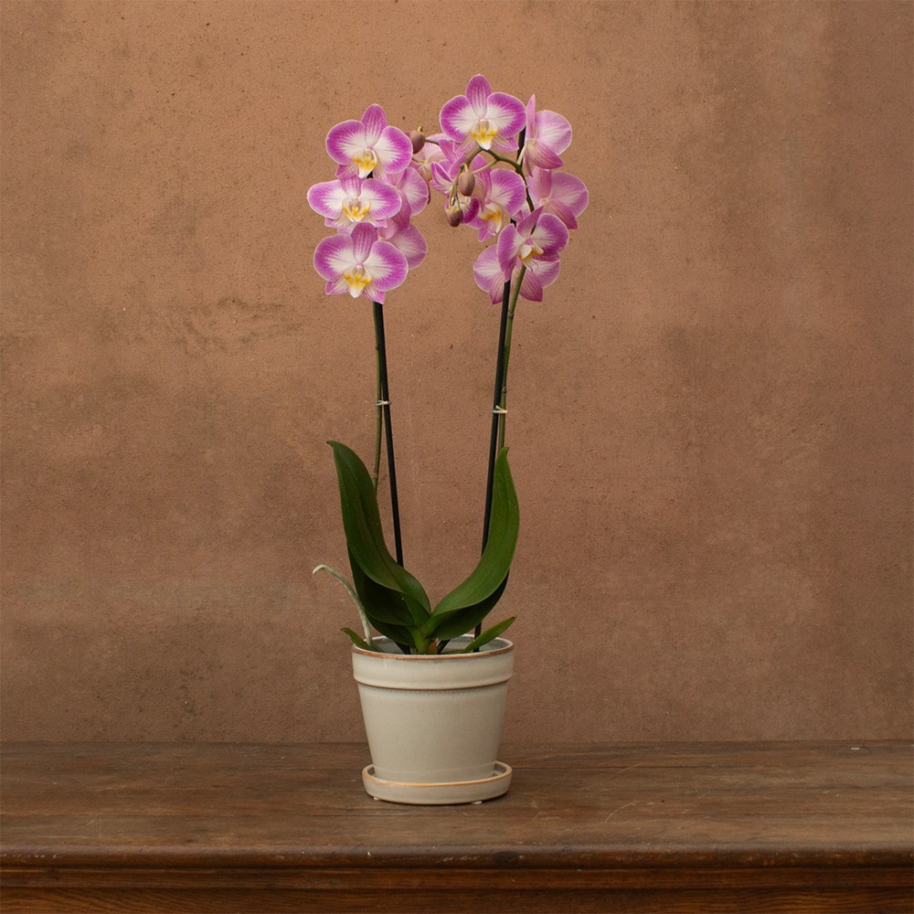 Phalaenopsis Split | Orchid