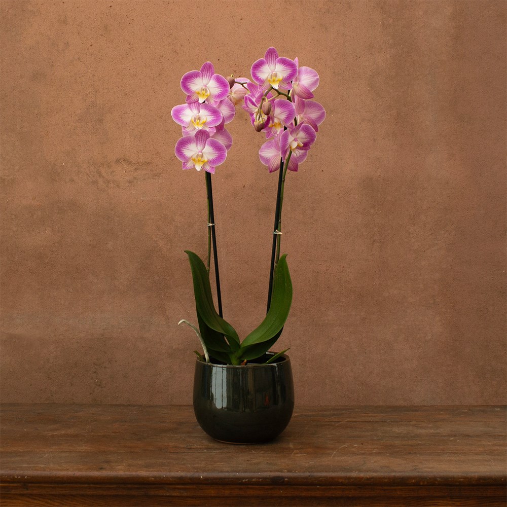 Phalaenopsis Split | Orchid