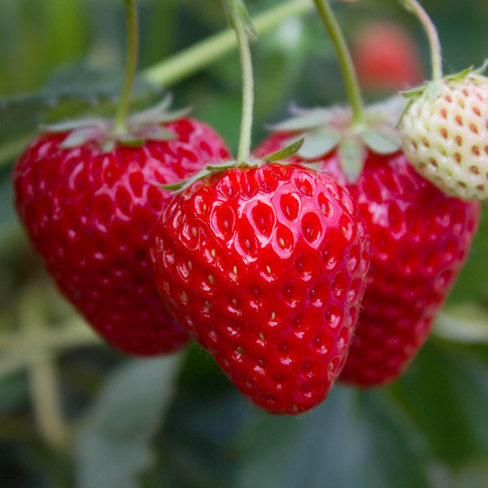 strawberry 'Alice'