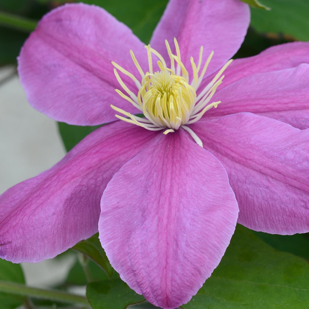<i>Clematis</i> <b class=small-caps>Alaina</b> ('Evipo056') (PBR) (Boulevard Series)