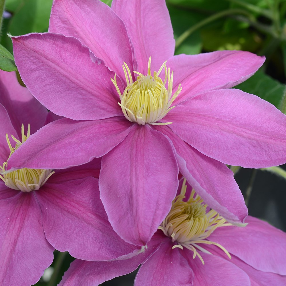 <i>Clematis</i> <b class=small-caps>Alaina</b> ('Evipo056') (PBR) (Boulevard Series)