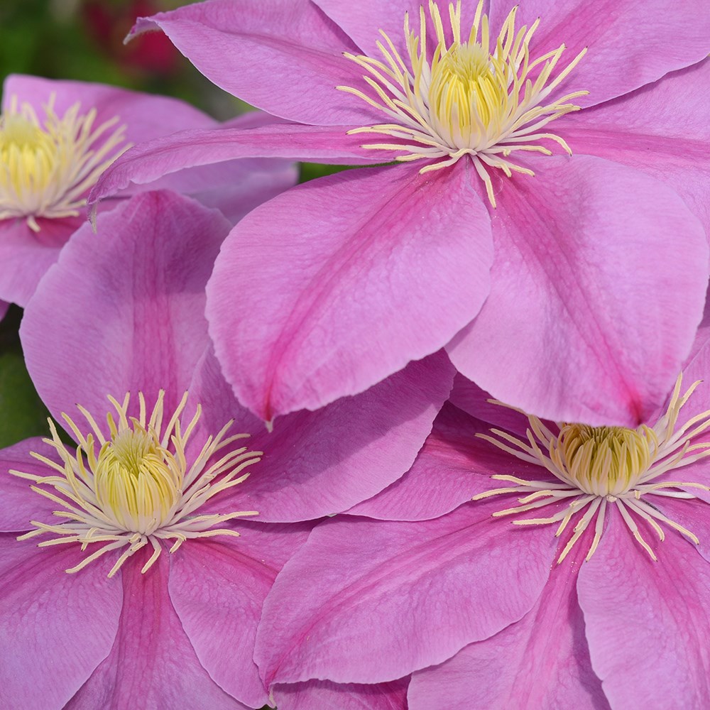 <i>Clematis</i> <b class=small-caps>Alaina</b> ('Evipo056') (PBR) (Boulevard Series)