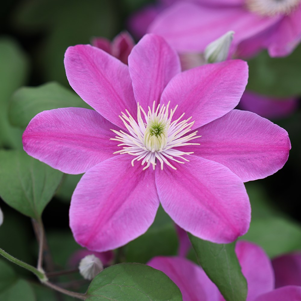 <i>Clematis</i> <b class=small-caps>Alaina</b> ('Evipo056') (PBR) (Boulevard Series)