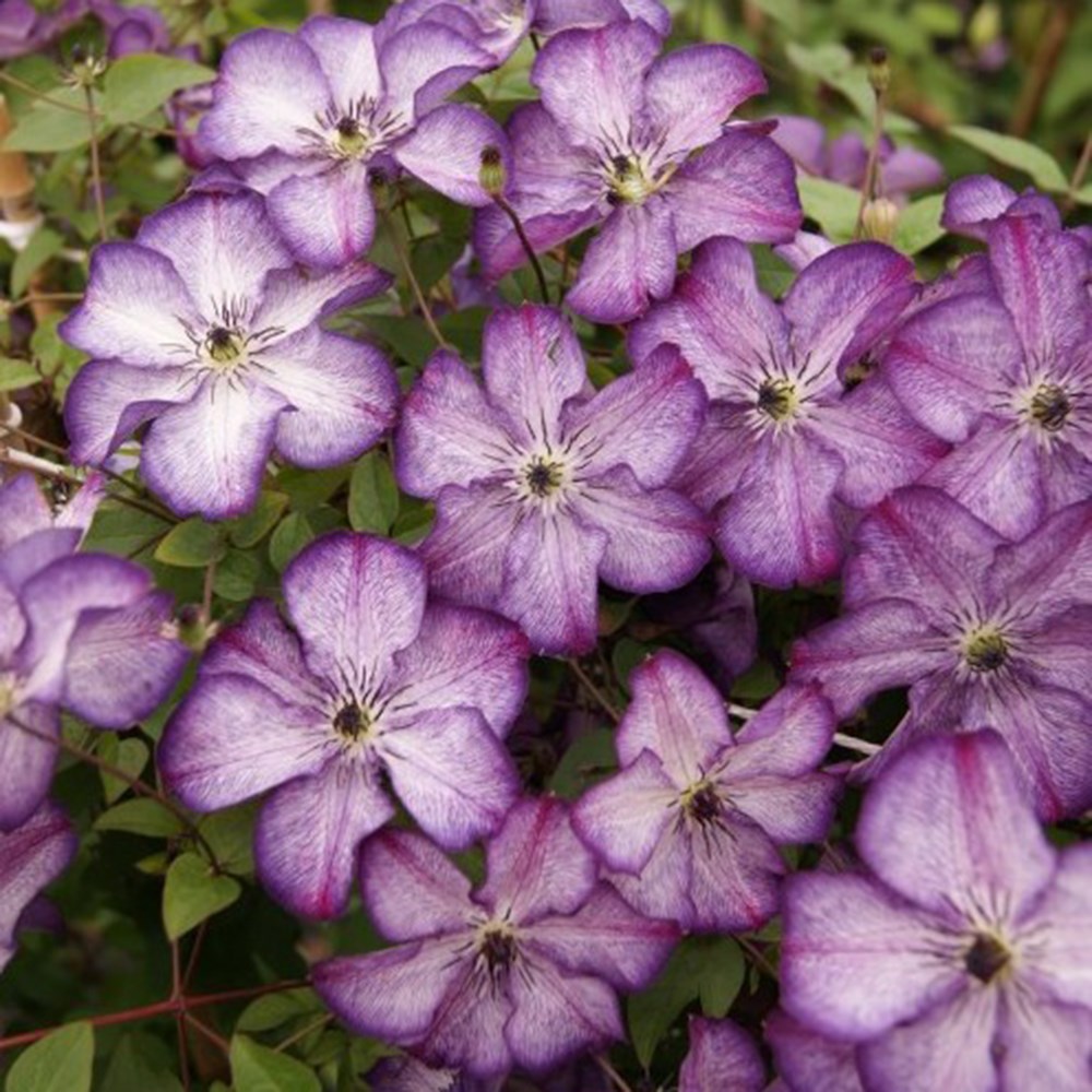 <i>Clematis</i> <b class=small-caps>Super Nova</b> 
 ('Zo09088') (PBR)