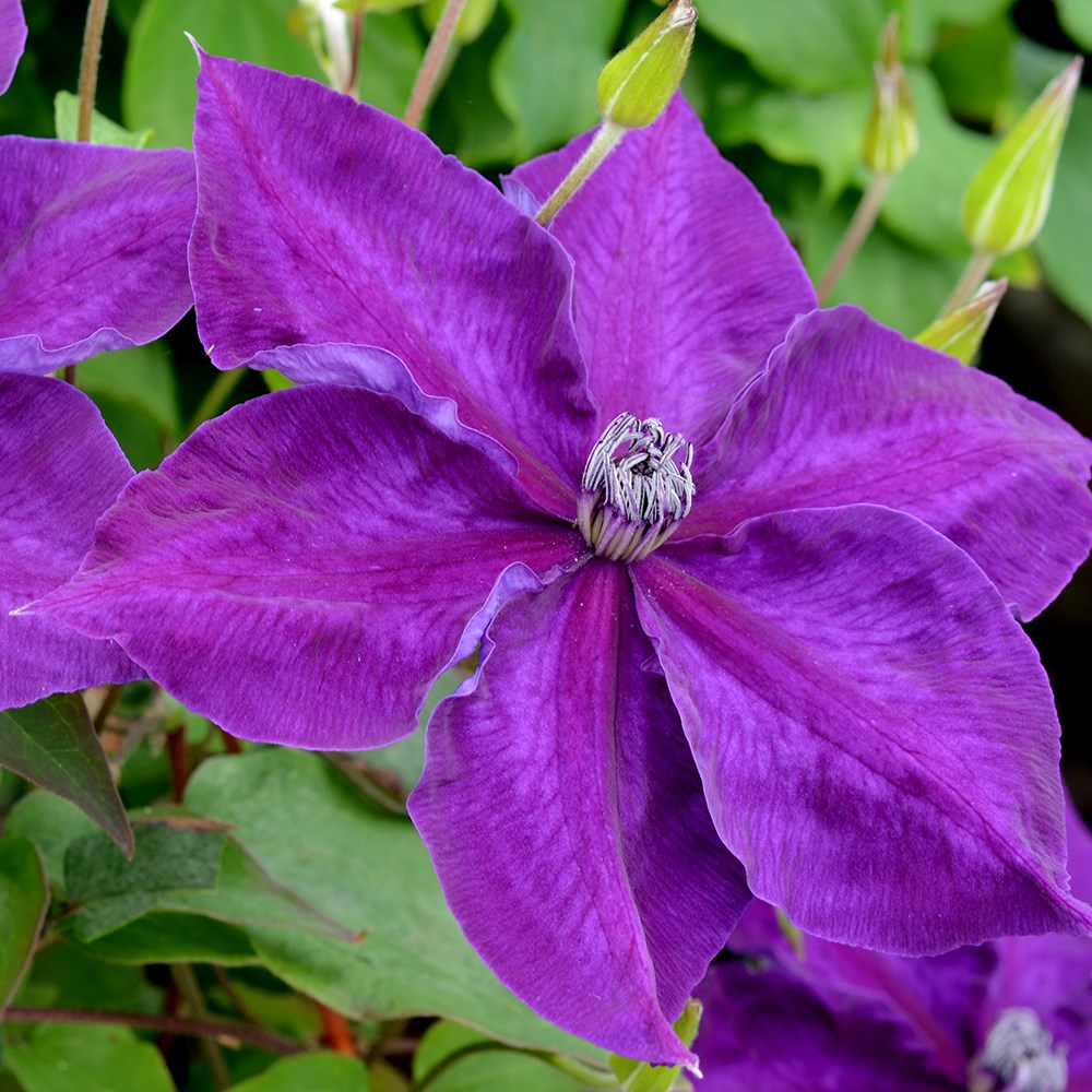 <i>Clematis</i> <b class=small-caps>Amethyst Beauty</b> ('Evipo043') (PBR)